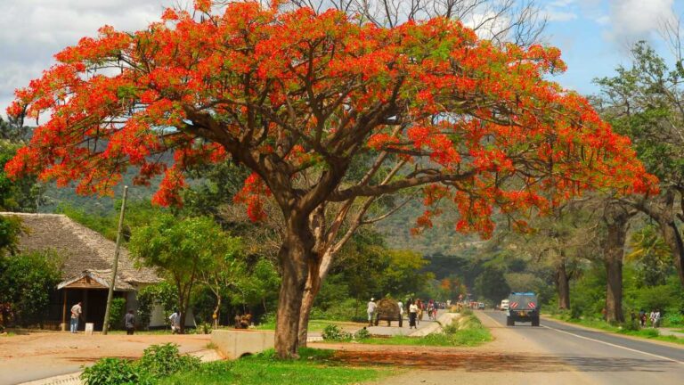 flamboyant vermelho