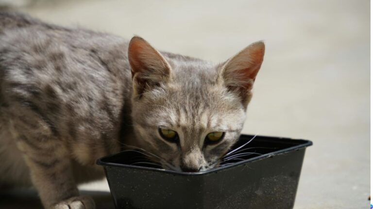 o que fazer para estimular a hidratacao do gato